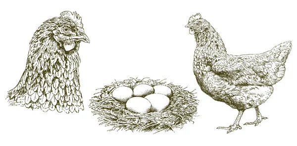 Pollo, gallina, uova in un nido, illustrazione disegnata a mano . — Vettoriale Stock