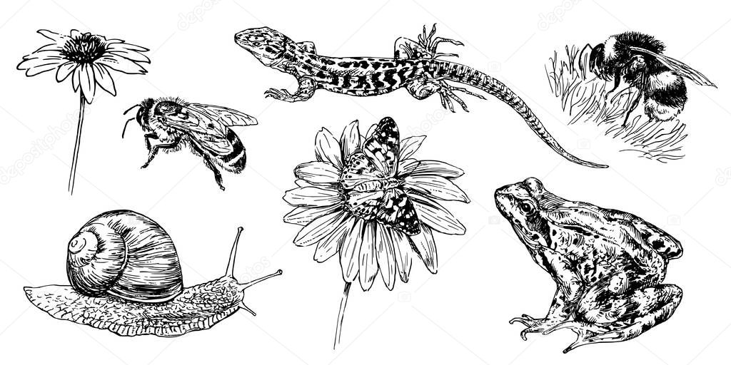 Collection of hand drawn animals and insect.