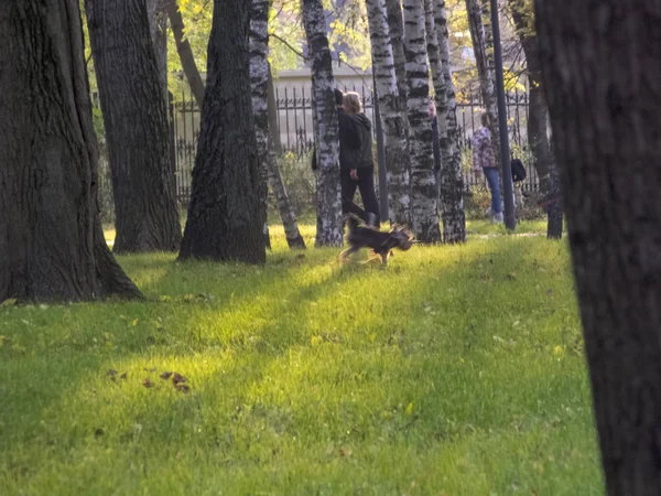 Jesienny park miejski w słoneczny dzień. Pies tu idzie. — Zdjęcie stockowe