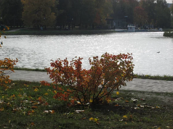 Parque de outono com uma lagoa — Fotografia de Stock