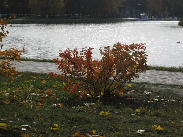 Göletli sonbahar parkı — Stok fotoğraf