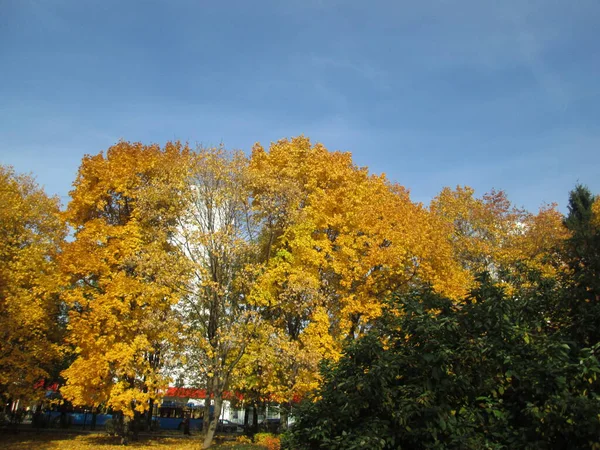 Outono em um parque da cidade — Fotografia de Stock