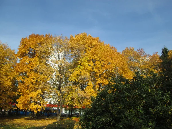 城市公园的秋天 — 图库照片