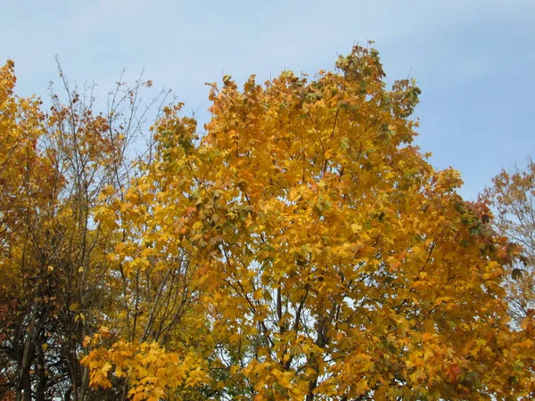 Autunno in un parco cittadino — Foto Stock