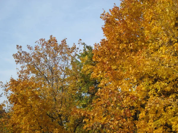 Outono em um parque da cidade — Fotografia de Stock