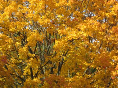 sonbahar bir Şehir Parkı
