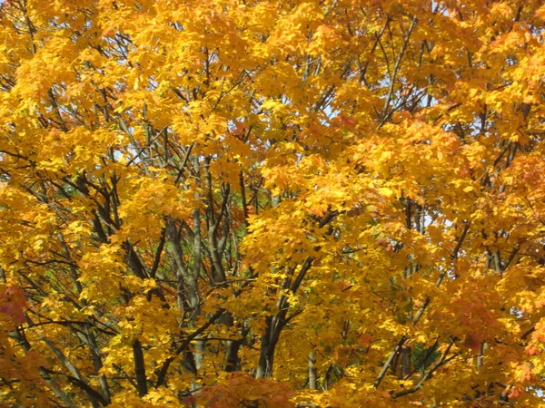 Otoño en un parque de la ciudad —  Fotos de Stock