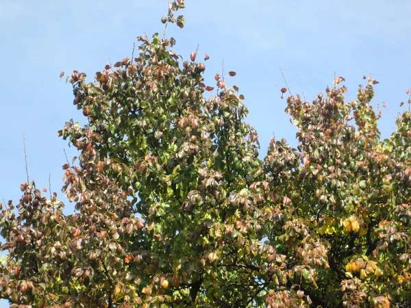 sonbahar bir Şehir Parkı