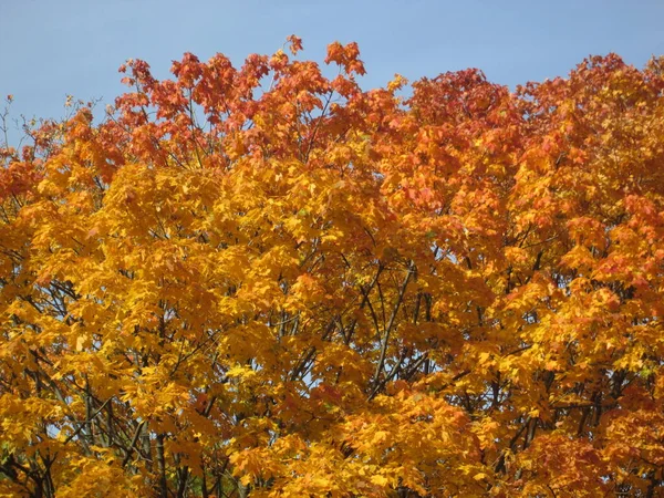 Autunno in un parco cittadino — Foto Stock