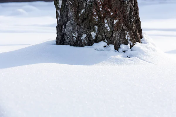 Kmen stromu pod sněhem — Stock fotografie