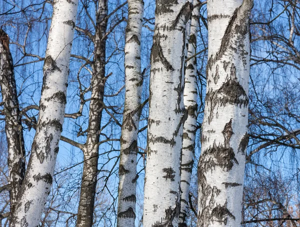Młode brzozy drzew w lesie na błękitne niebo o dniu wiosny — Zdjęcie stockowe