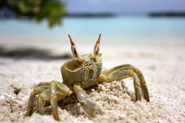 A large crab crawled out on a white sandy beach on a sunny day on the maldives kuramathi island with the blue sea and sky backgroung clipart