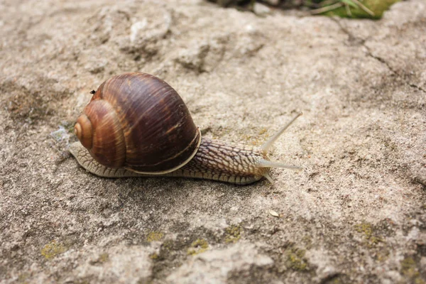 棕色大蜗牛的特写镜头看法在一个肮脏的石头 — 图库照片