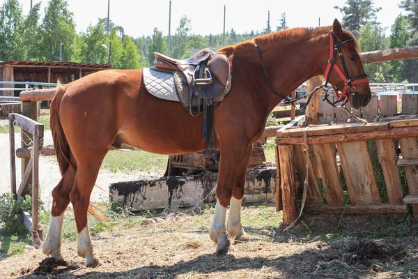 Gesatteltes braunes Pferd bleibt auf der Koppel — Stockfoto
