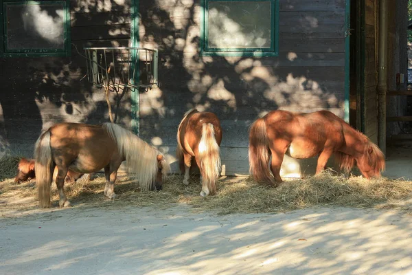 Vier kleine Ponys fressen Heu in einem Stall in der Nähe des Bauernhauses — Stockfoto