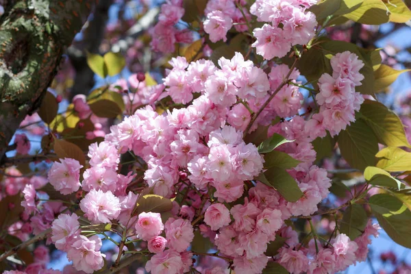 Закройте розовые цветки сакуры вишни в апреле на фоне ярко-голубого неба как прекрасного весеннего фона природы — стоковое фото
