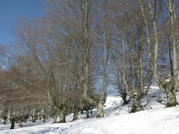 Monte gorbea in inverno — Foto Stock