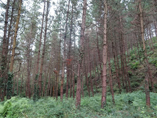 En la naturaleza — Foto de Stock