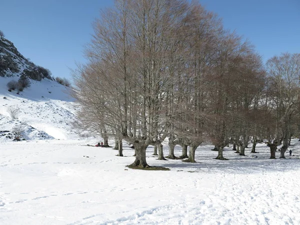 I fjellene – stockfoto