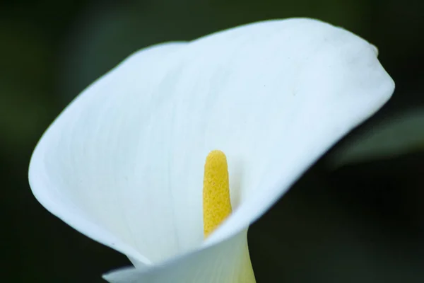 Na natureza — Fotografia de Stock