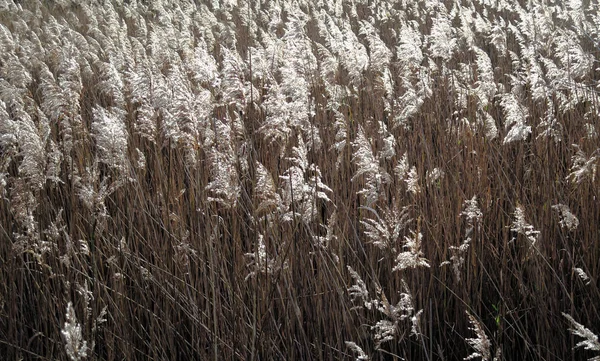 In de natuur — Stockfoto