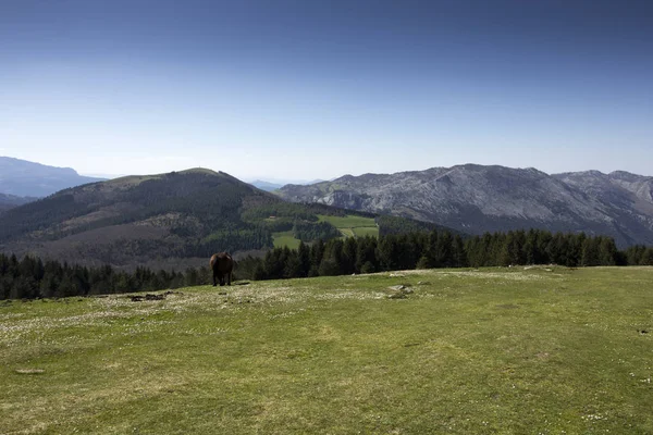 Landscape in green — Stock Photo, Image