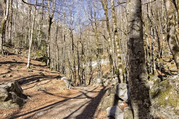 I skogen – stockfoto