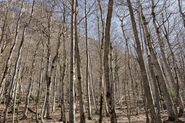在森林里 — 图库照片