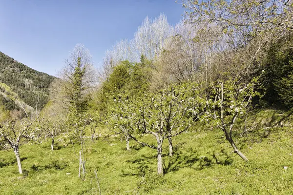 Landschaft Der Berge Norden Spaniens — Stockfoto