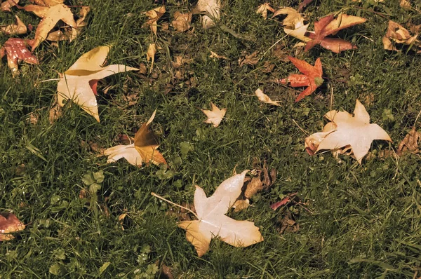 Höst Löv Trädgård — Stockfoto