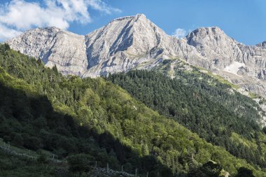 Fransız pyreness görünümünü