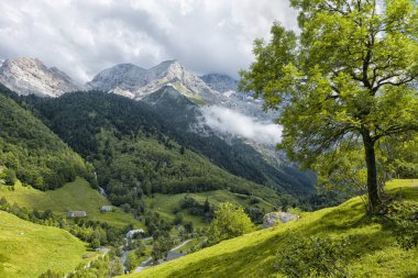 Fransız pyreness görünümünü