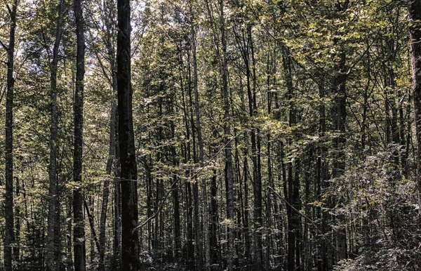 Ormandaki Ağaçlar — Stok fotoğraf