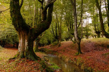 Bask ülkesindeki sihirli orman.