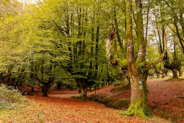 magic forest in the basque country