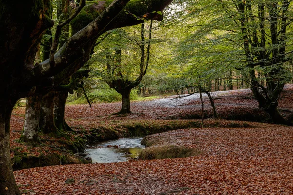 Bask ülkesindeki sihirli orman.
