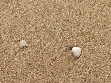 Kumdaki kabuklar.