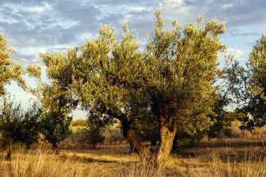 Kırsalda gün batımında zeytin ağaçları