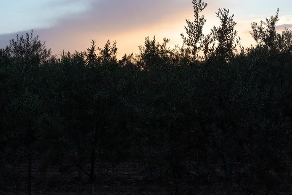 Оливковые Деревья Закате Стране — стоковое фото