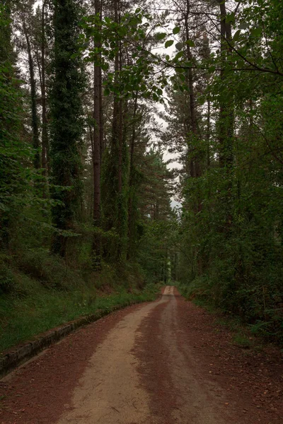 Sentiero Nel Bosco Spagna — Foto Stock