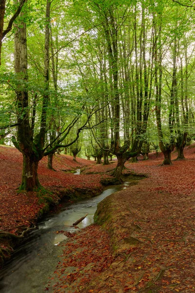 秋天森林里的风景 — 图库照片