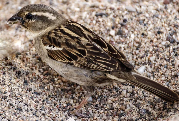 Uitzicht Een Kleine Mus — Stockfoto