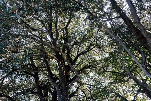 Πευκοδάσος Στα Βόρεια Της Ισπανίας — Φωτογραφία Αρχείου