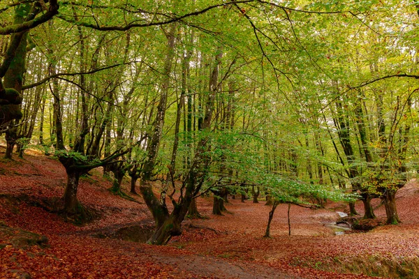 Landscape Forest Otzarreta Autumn — 스톡 사진