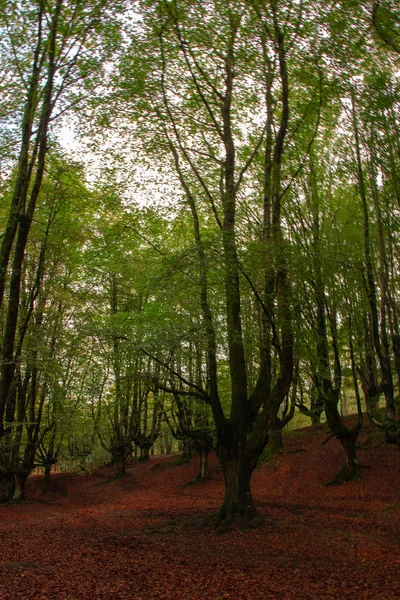 Landschaft Wald Von Otzarreta Herbst — Stockfoto