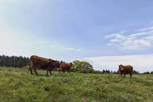 西班牙北部的奶牛 — 图库照片