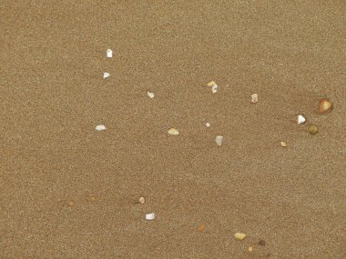 Kumsalda kumsalda deniz kabukları