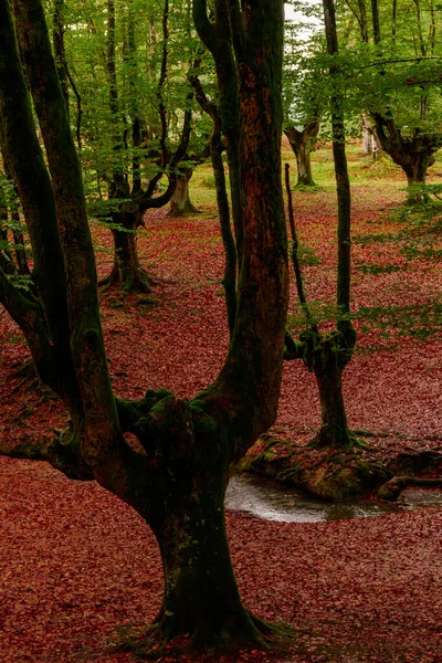 Landscape Forest Basque Country — 스톡 사진