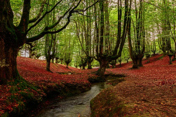 Landscape Forest Basque Country — 图库照片