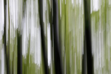 Antik bir ormanda sonbaharda manzara